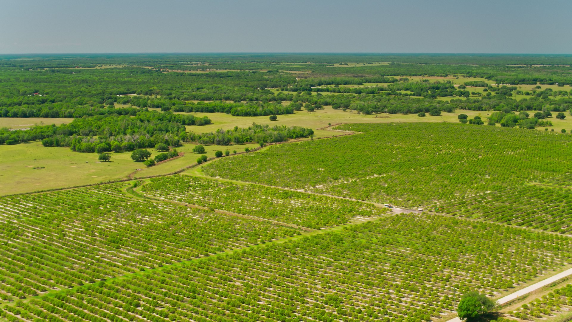 Orange Orchards in DeSoto County, Florida - Aerial View